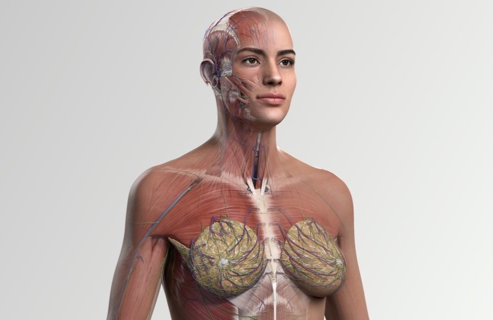 Female Body Surface Anatomy (preview) - Human Anatomy