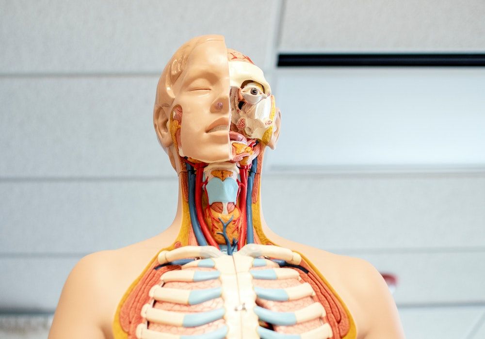 Understanding Basic Physiology for Clinical Simulation